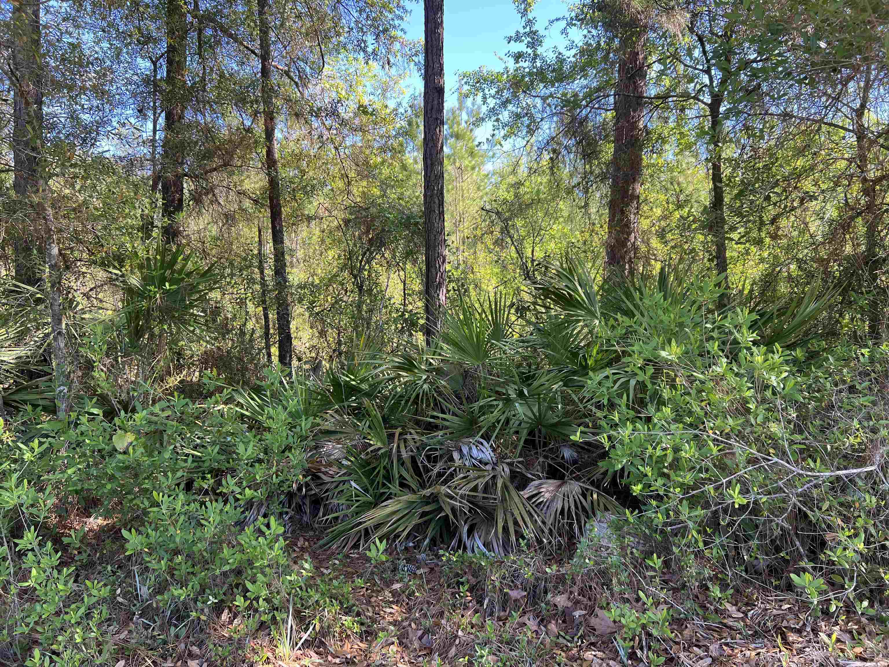 Xx Old Federal Road Quincy, FL 32351 - Photo 4 of 11