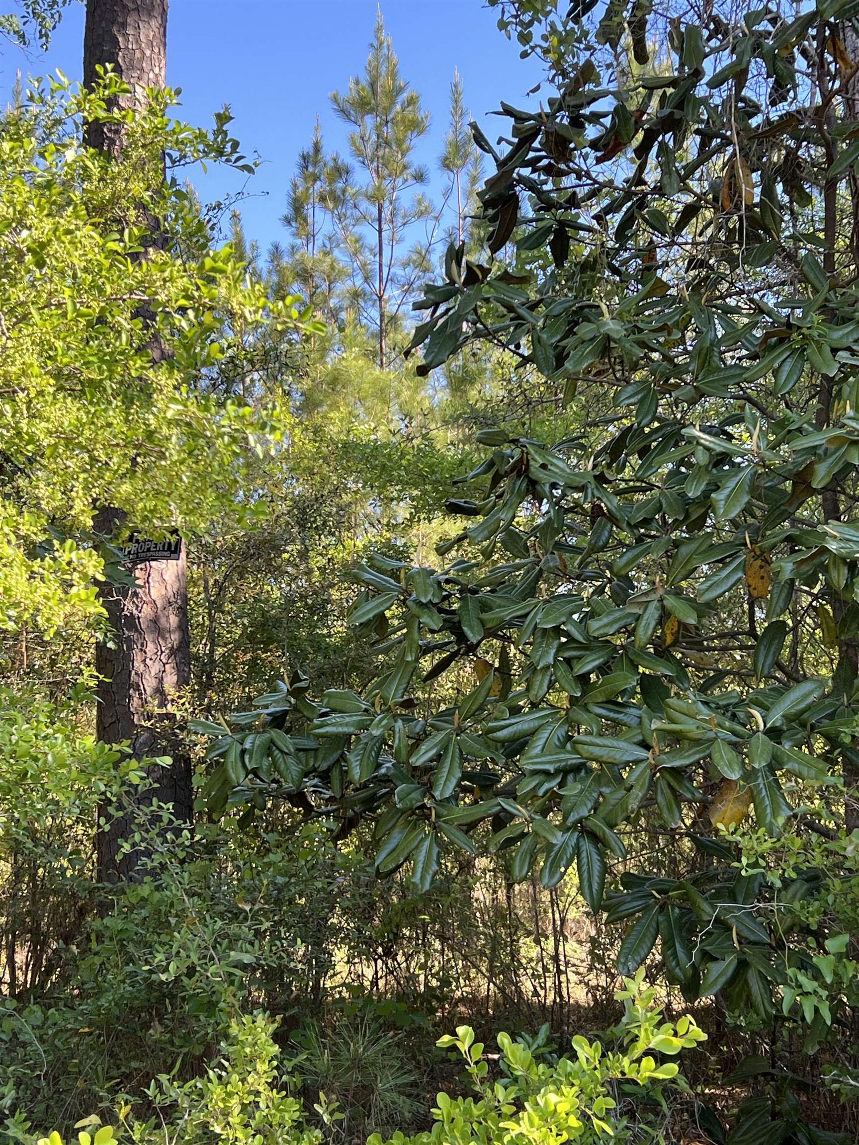 Xx Old Federal Road Quincy, FL 32351 - Photo 7 of 11