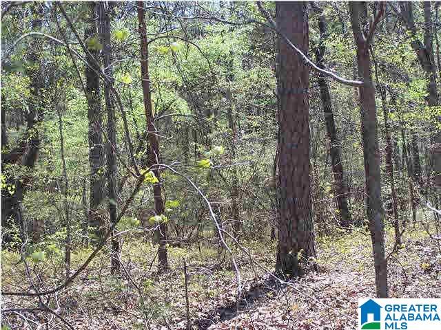 0 Homestead Lane Remlap, AL 35133 - Photo 2 of 23