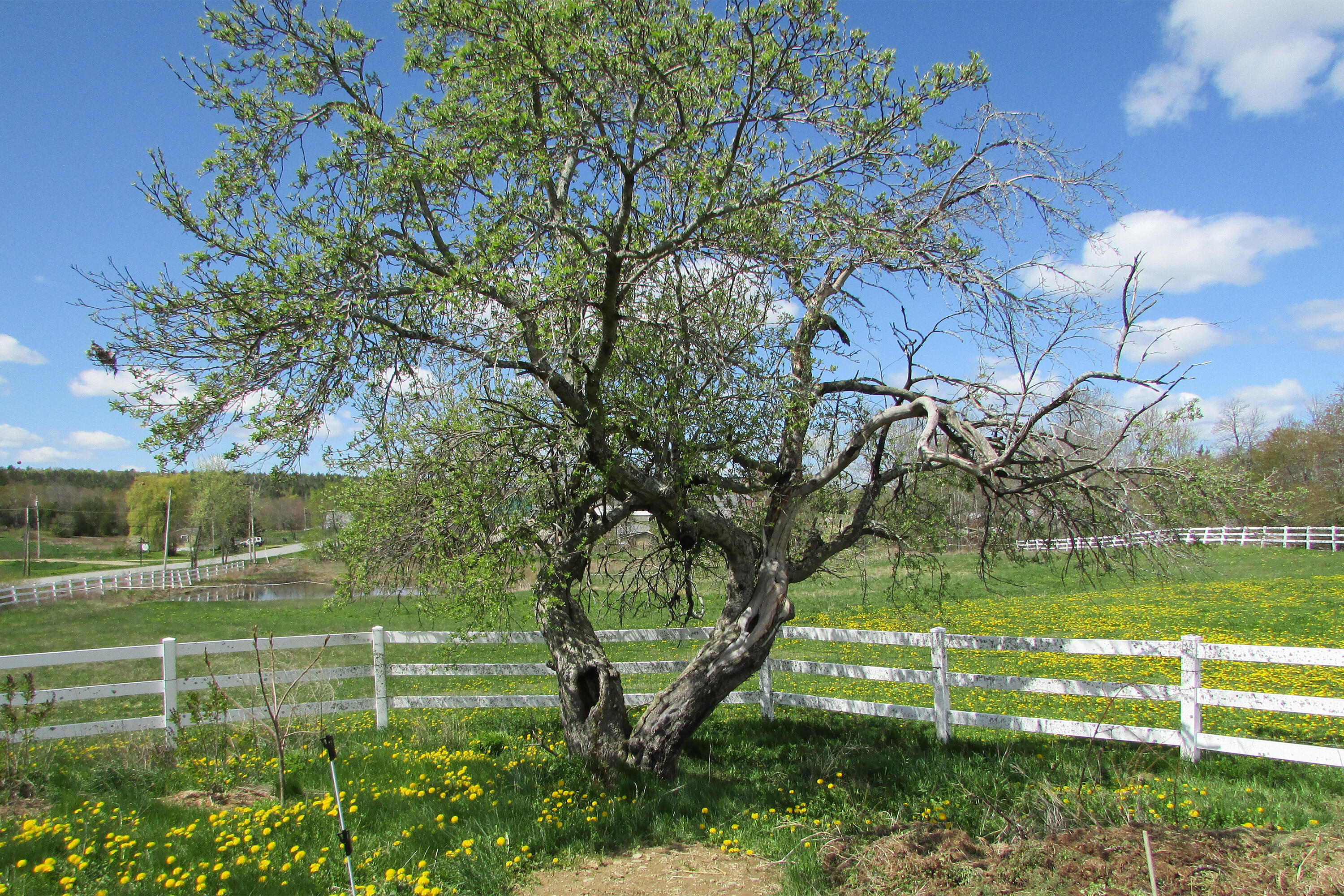 84 N Road Newburgh, ME 04444 - Photo 33 of 43 heart tree field pond spring