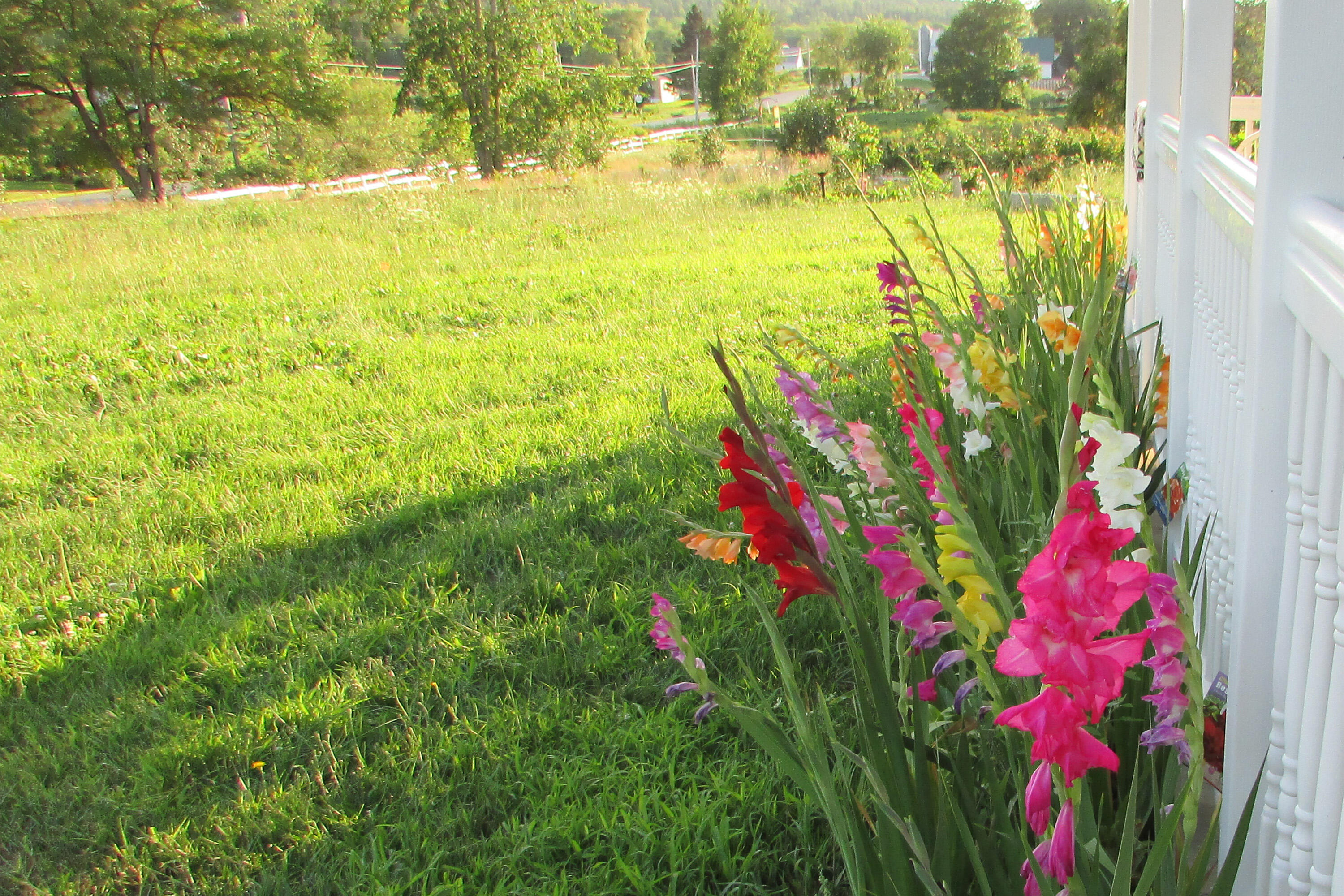 84 N Road Newburgh, ME 04444 - Photo 38 of 43 gladiolis
