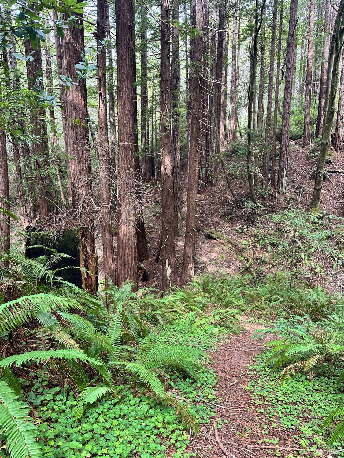 46320 Iversen Road Gualala, CA 95445 - Photo 2 of 2