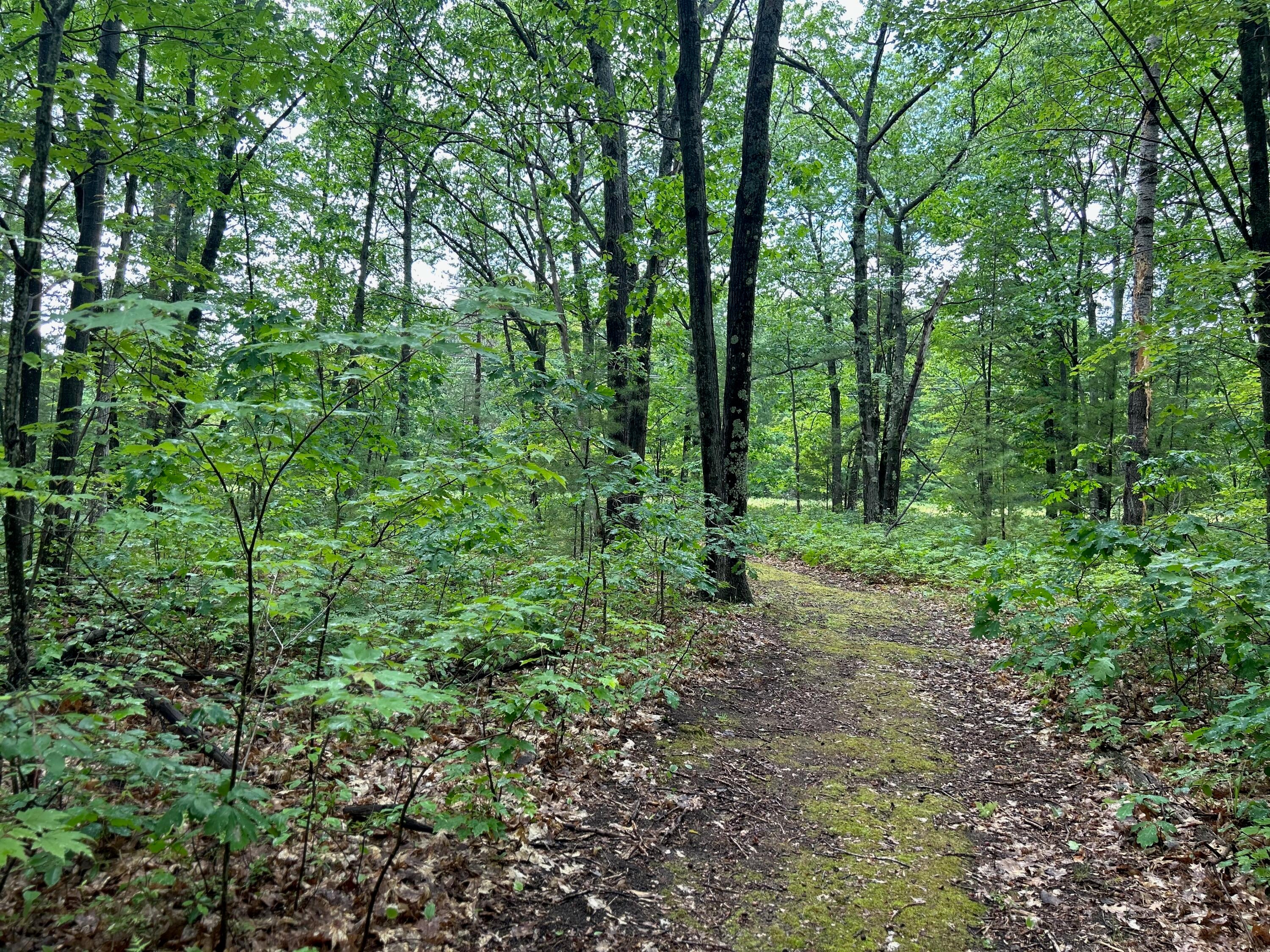 277 Ranch Road Indian River, MI 49749 - Photo 15 of 17 Gallery Image 15