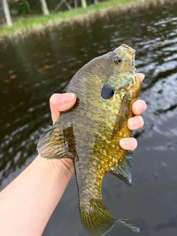 $3,200,000 | 1125 Chaput Drive, Sears, MI 49679