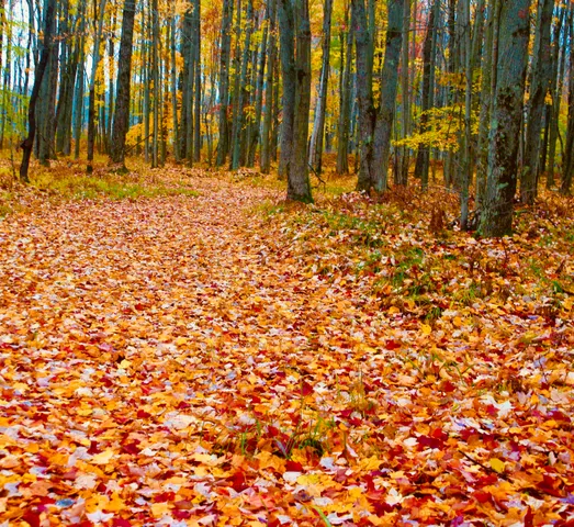 $3,200,000 | 1125 Chaput Drive, Sears, MI 49679