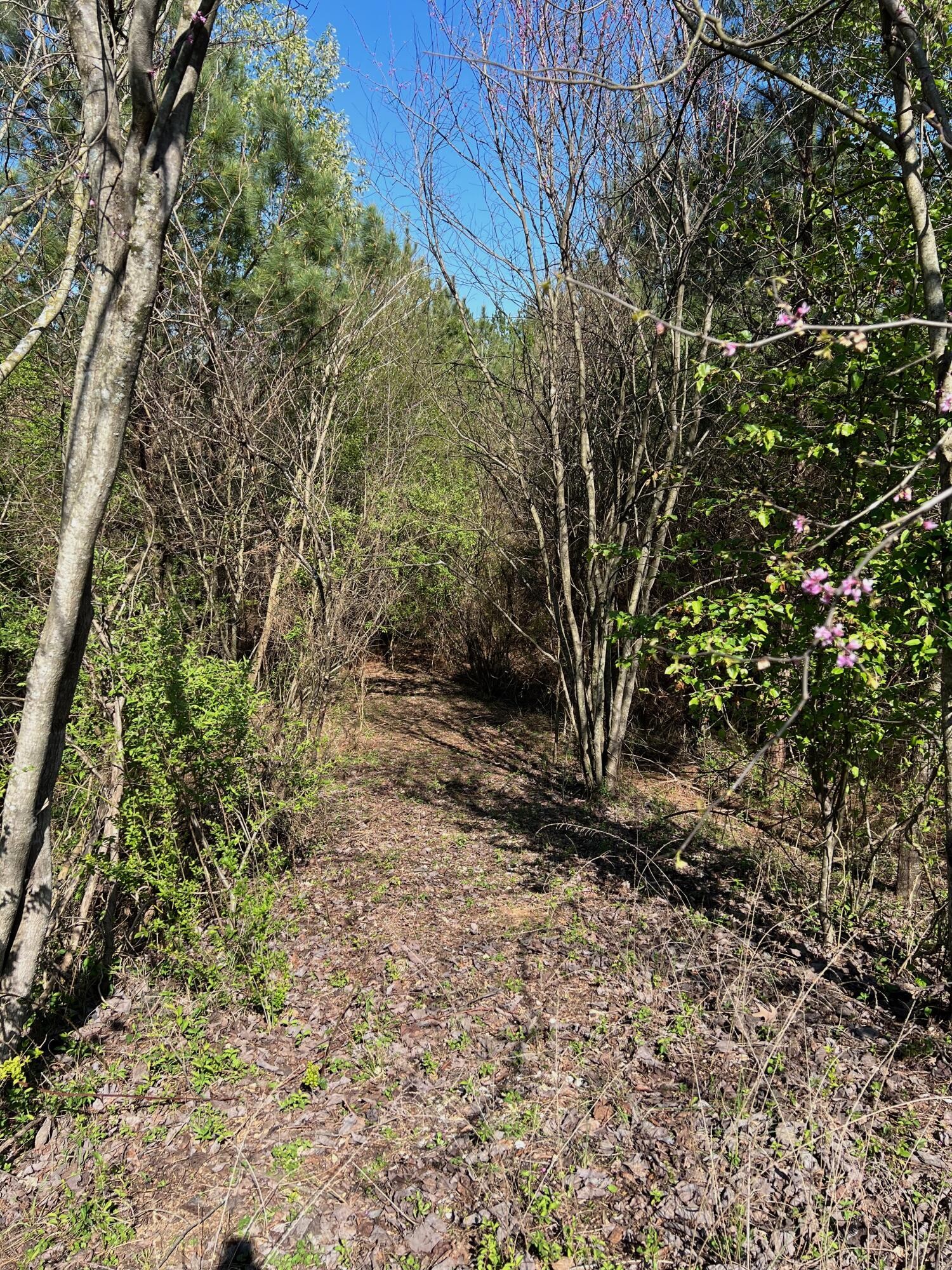 17 Southeast Spring Place Road Southeast Old Fort, TN 37362 - Photo 5 of 13 Gallery Image 5