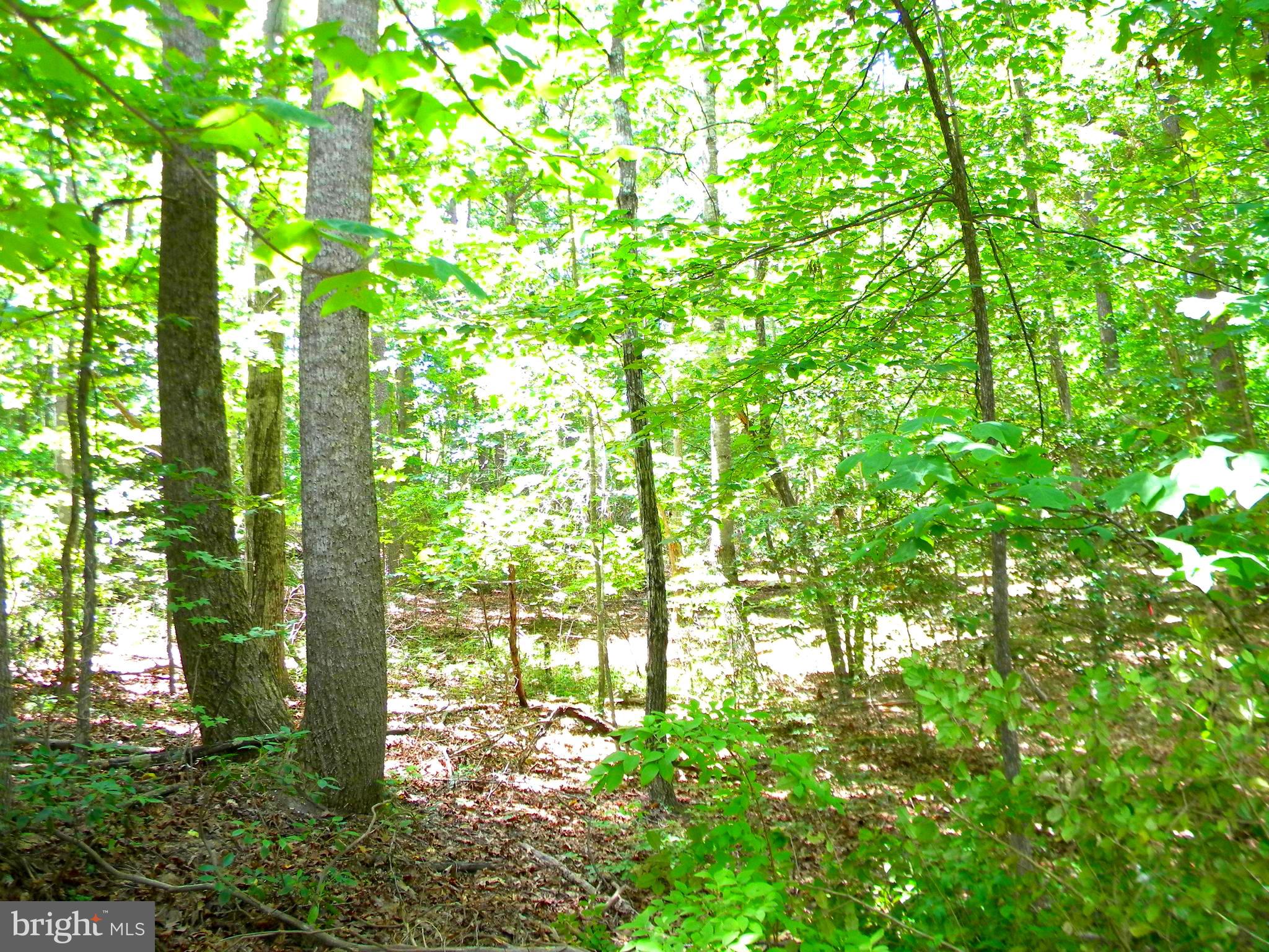 Lot 10 Thunder Road King George, VA 22485 - Photo 1 of 19 Gallery Image 1
