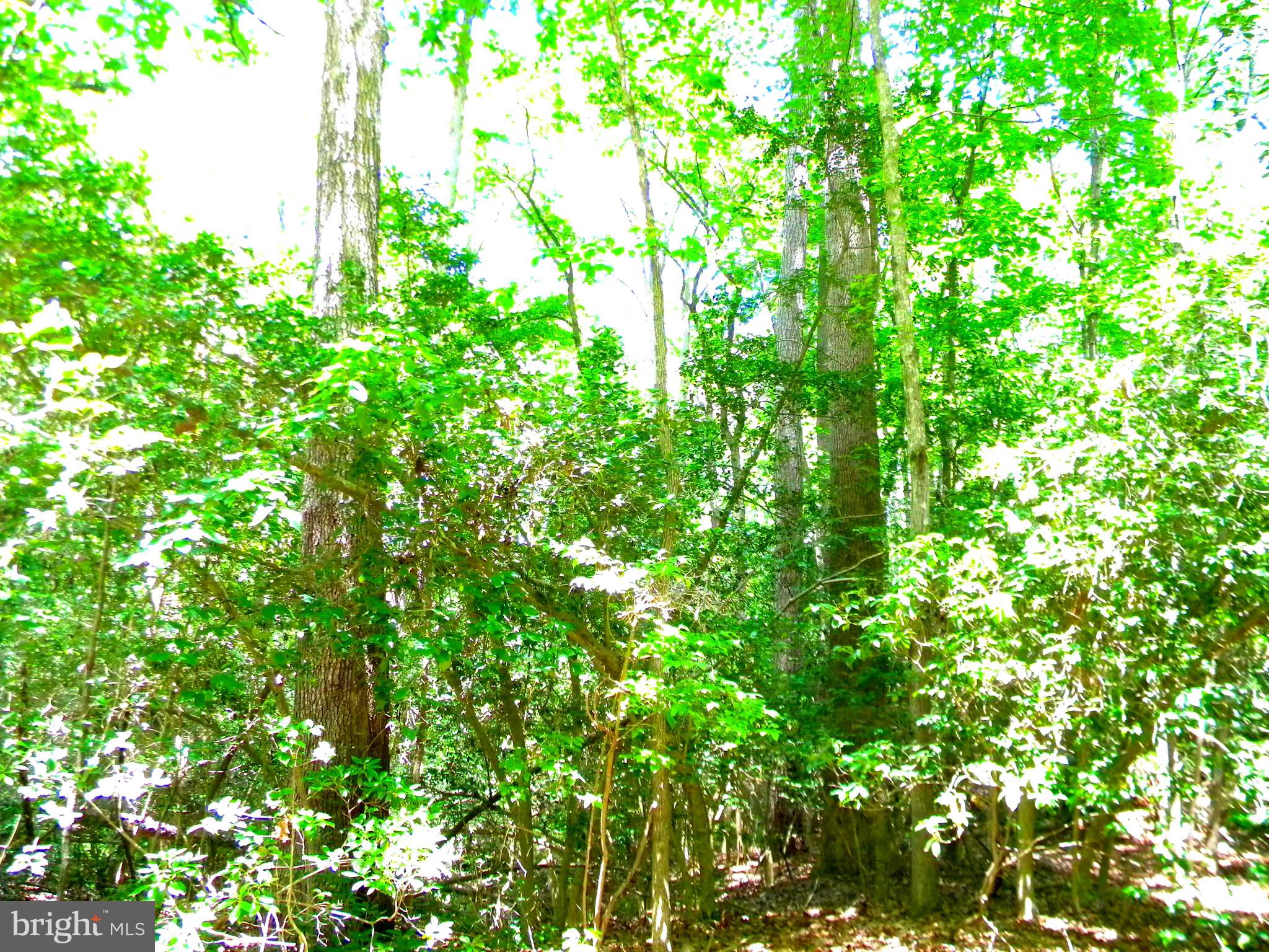 Lot 10 Thunder Road King George, VA 22485 - Photo 12 of 19 Gallery Image 12