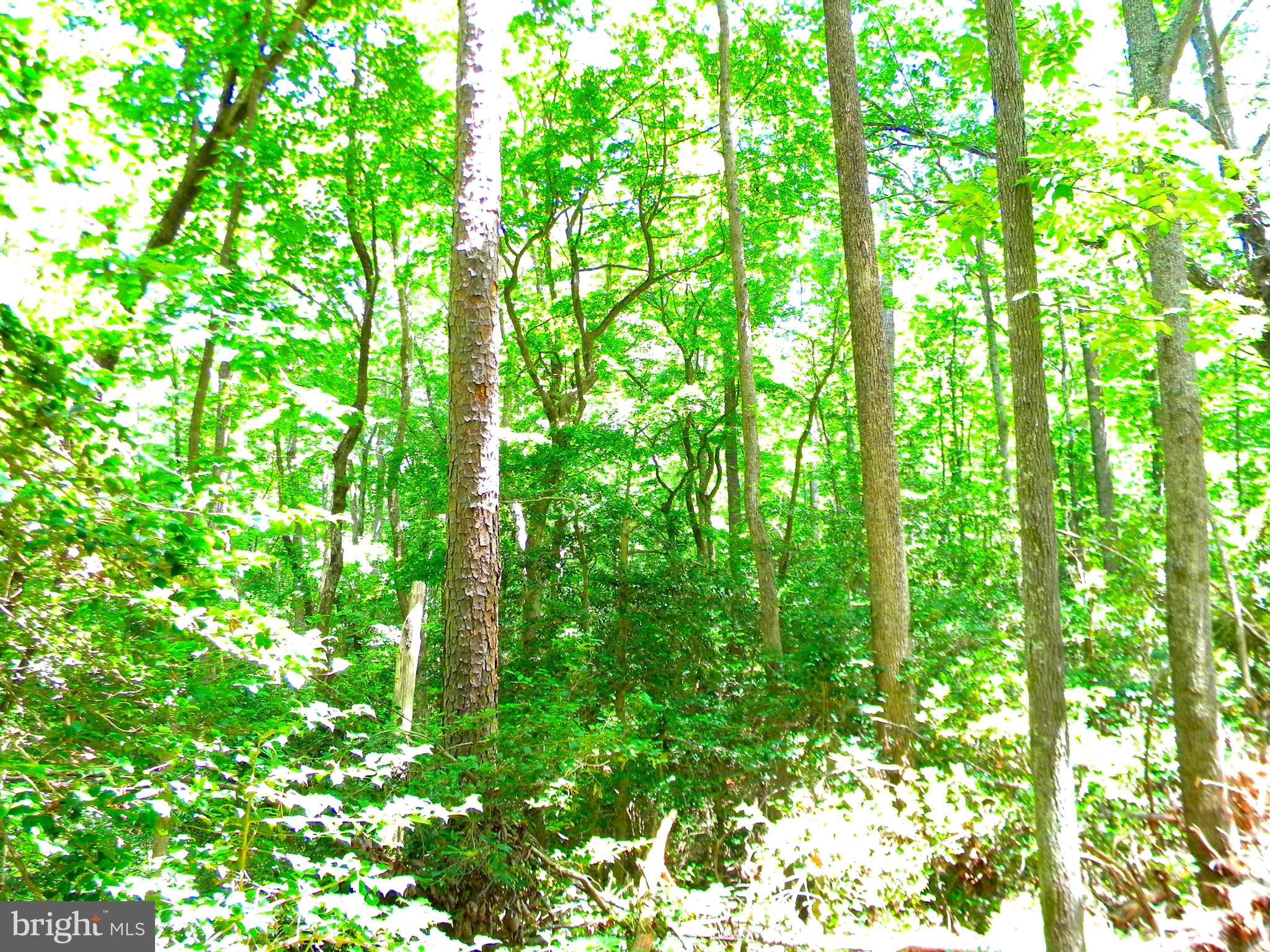 Lot 10 Thunder Road King George, VA 22485 - Photo 16 of 19 Gallery Image 16