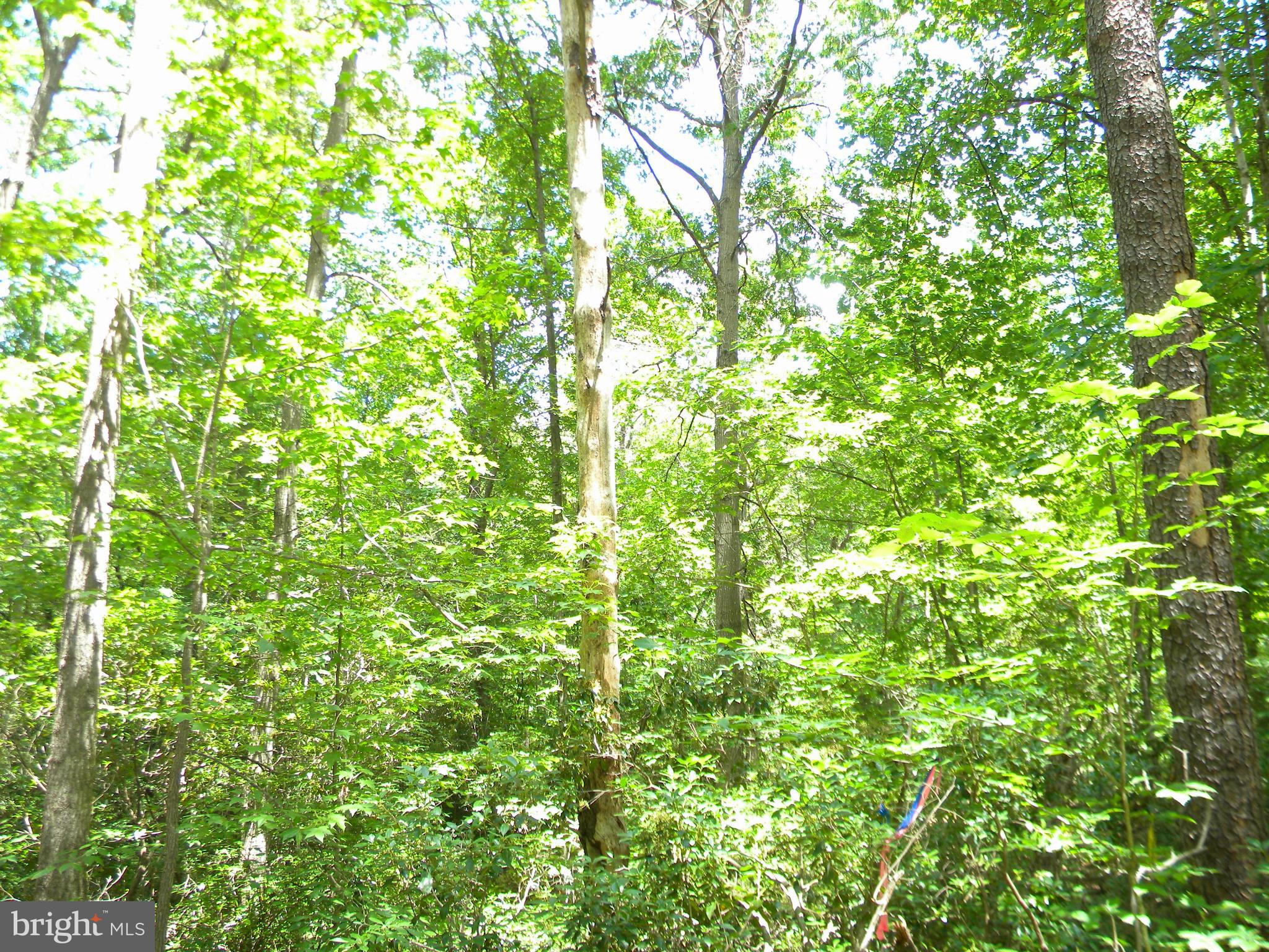 Lot 10 Thunder Road King George, VA 22485 - Photo 5 of 19 Gallery Image 5