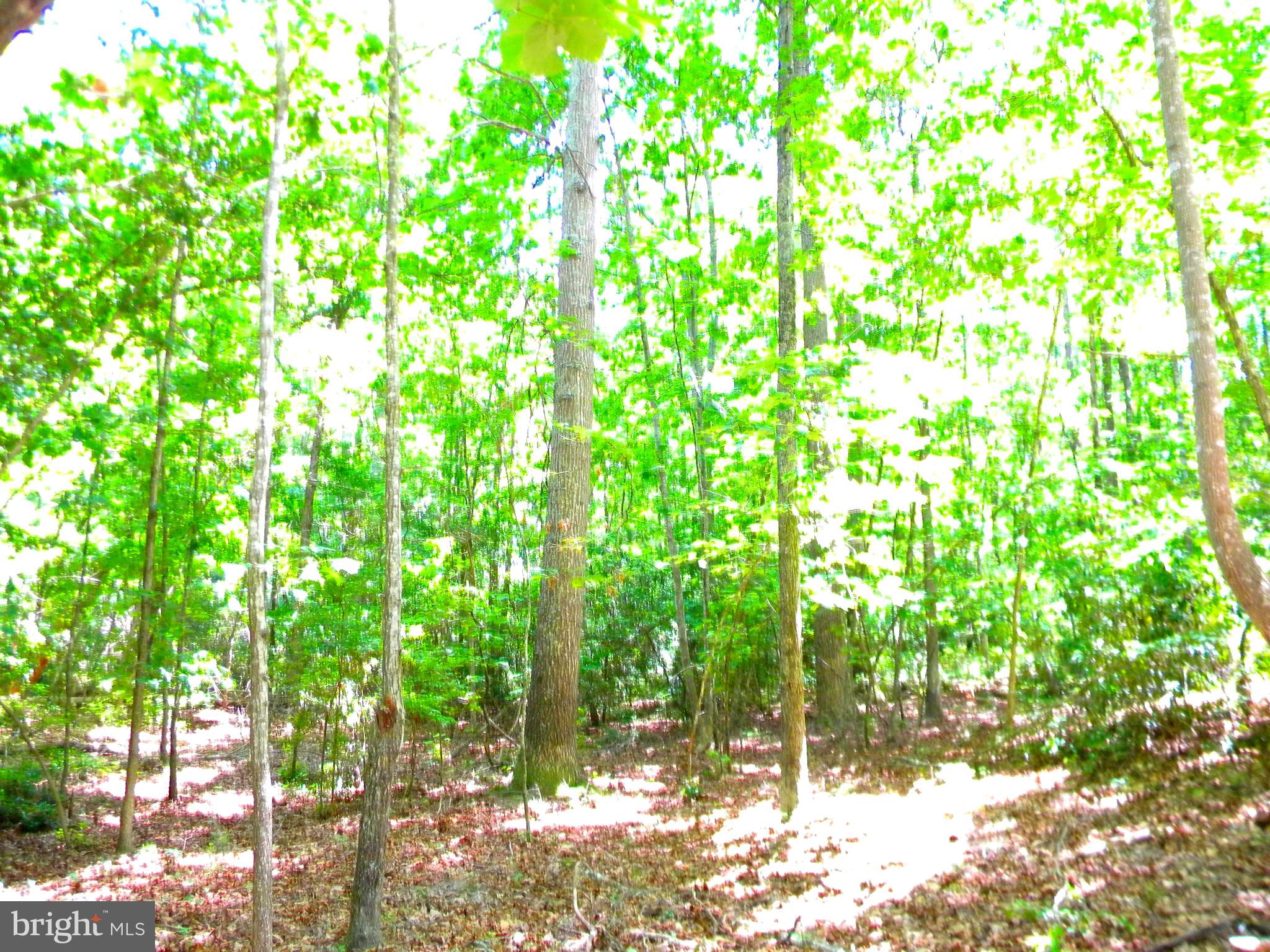 Lot 10 Thunder Road King George, VA 22485 - Photo 8 of 19 Gallery Image 8