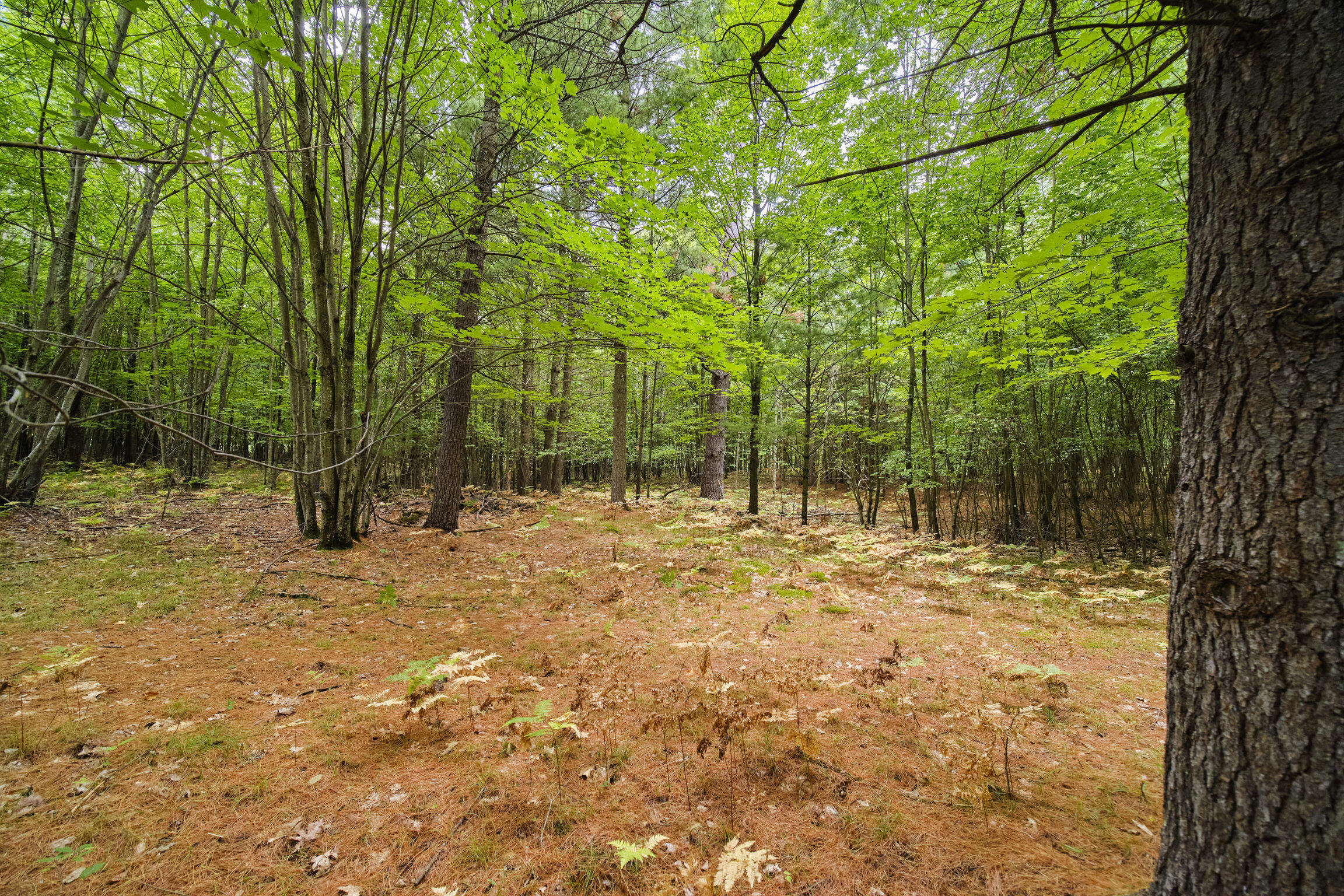 8089 Hunter Ridge Trail Copemish, MI 49625 - Photo 56 of 61 8089 Hunter's Ridge