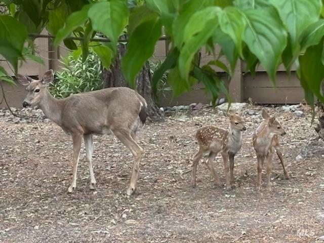6749 Wintergreen Court Santa Rosa, CA 95409 - Photo 29 of 33