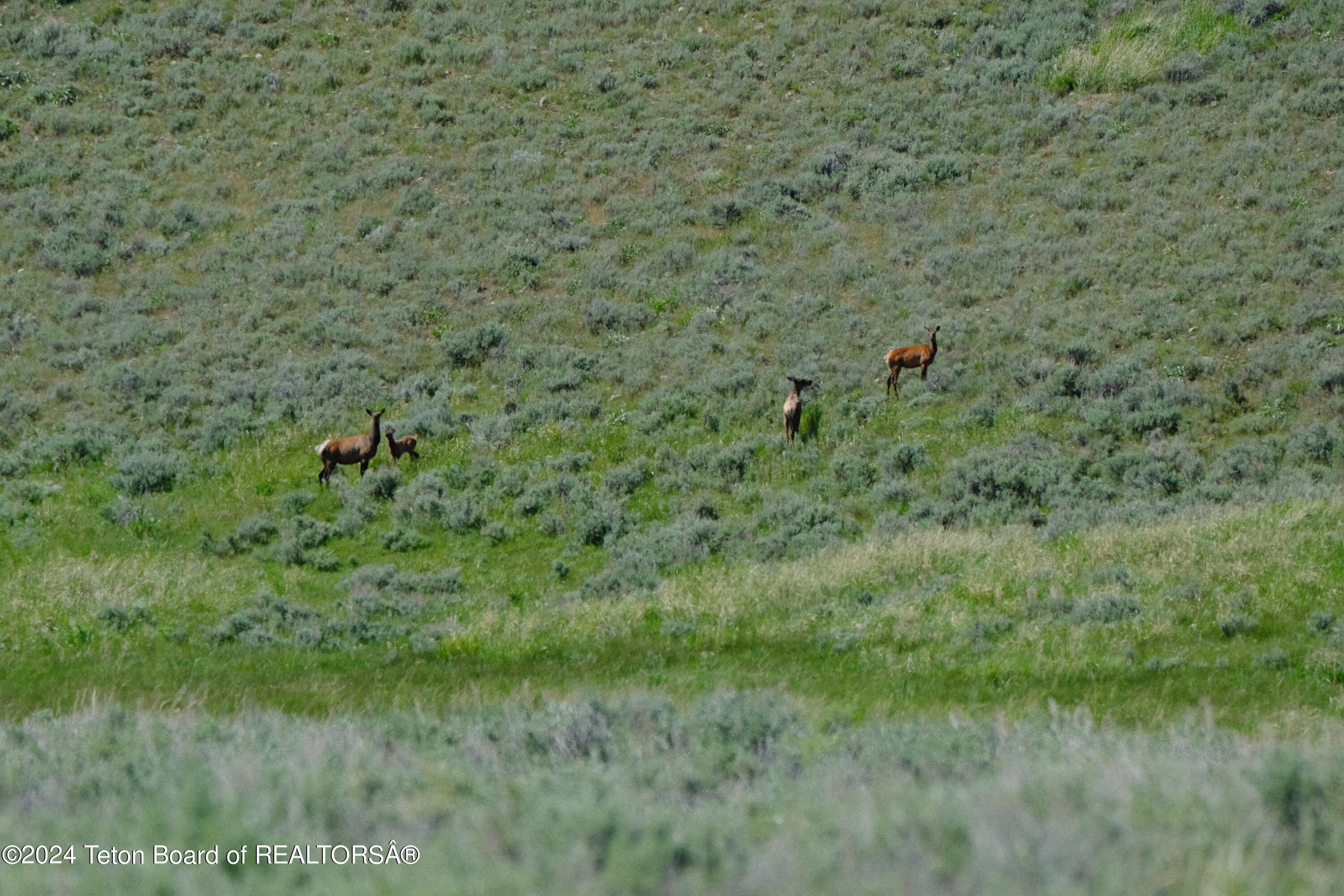 North Valley Road Lima, MT 59739 - Photo 9 of 35 DSCF0068