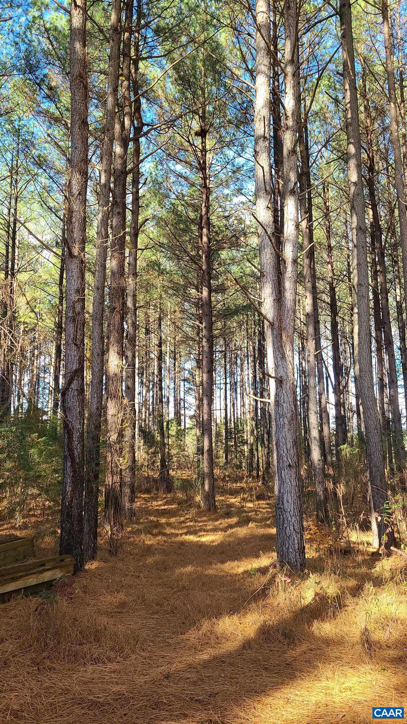 3689 Ranson Road Dillwyn, VA 23936 - Photo 39 of 51 a view of yard with trees