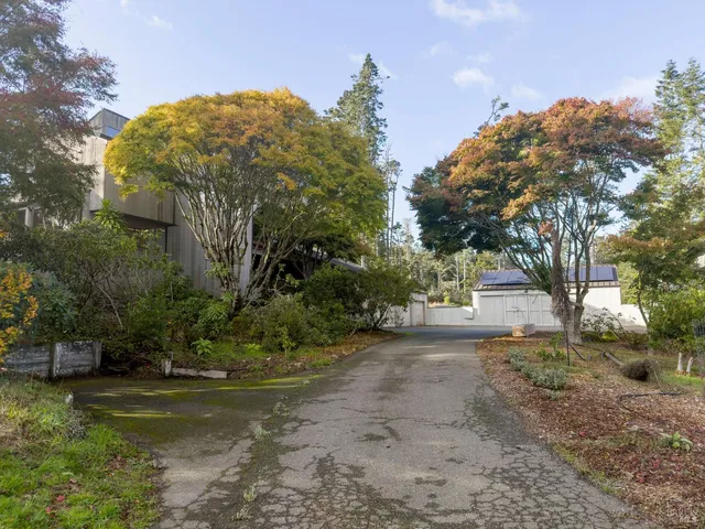 a view of a yard with plants and trees