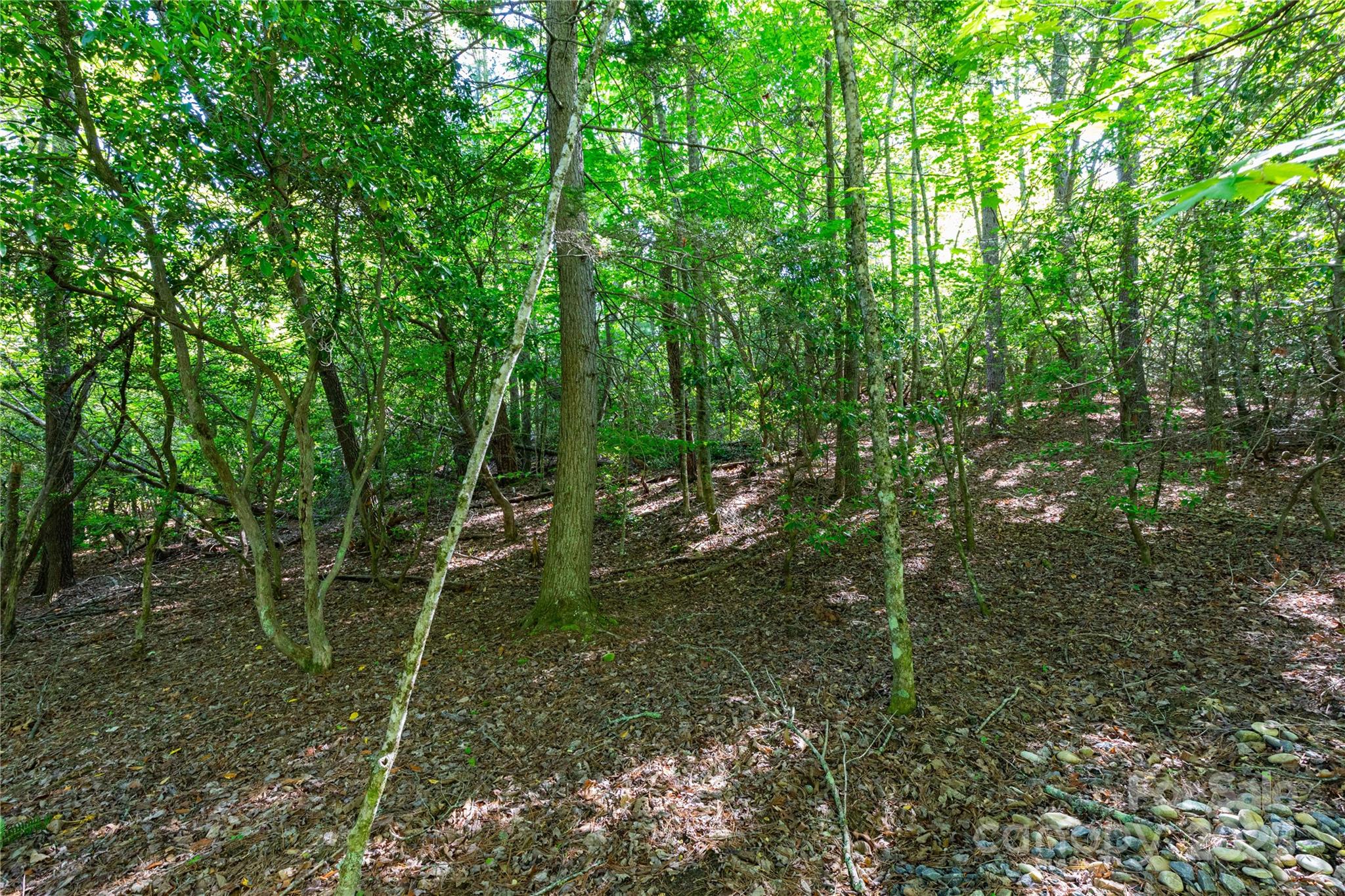 76 Drovers Lane Fairview, NC 28730 - Photo 6 of 25 a view of a forest