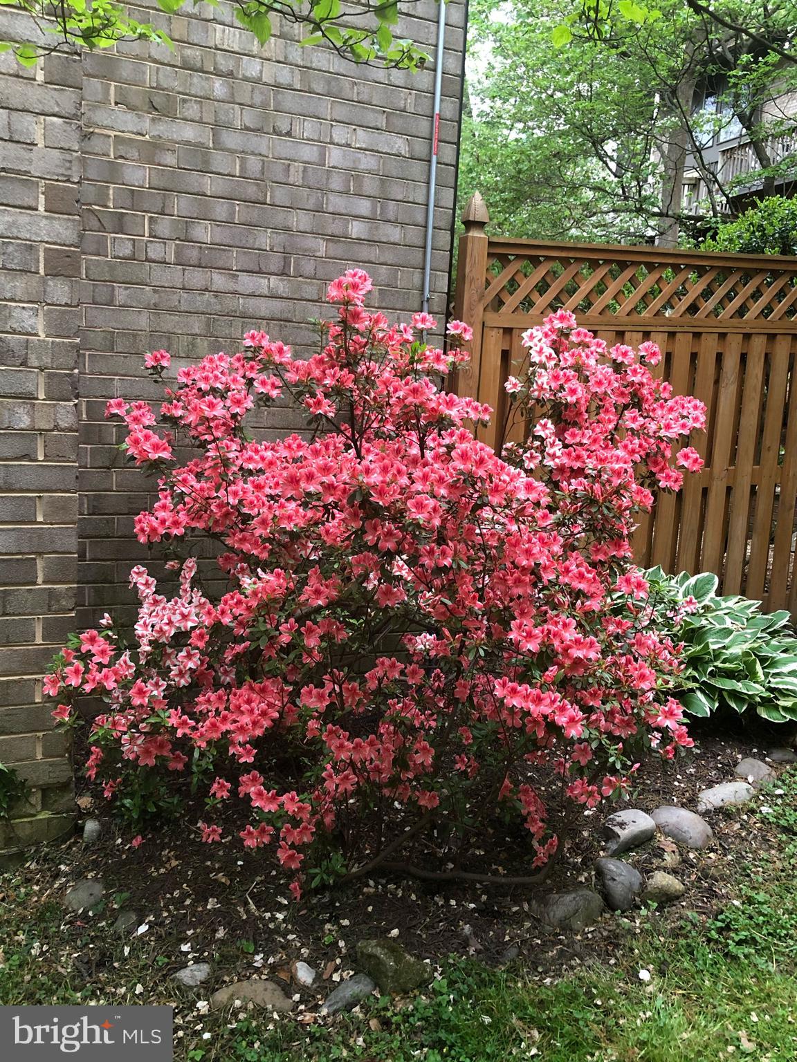 9212 Three Oaks Drive Silver Spring, MD 20901 - Photo 43 of 63 Side yard - Spring in bloom