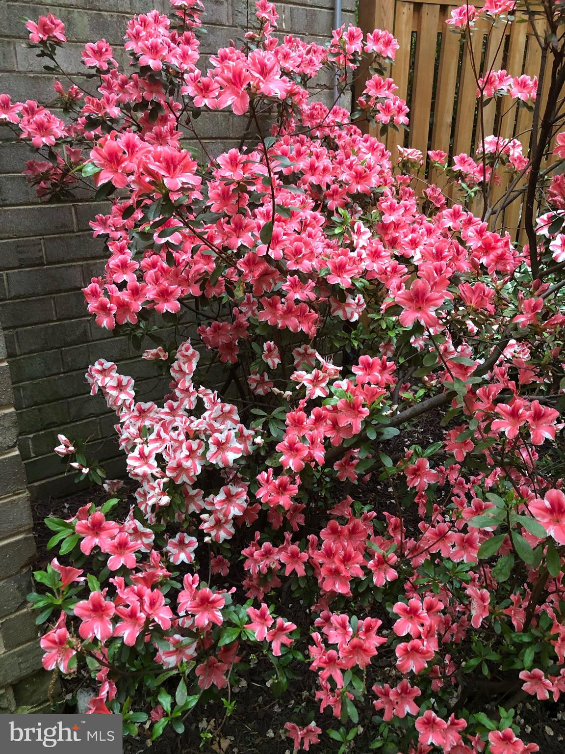 9212 Three Oaks Drive Silver Spring, MD 20901 - Photo 44 of 63 Side yard - Spring in bloom