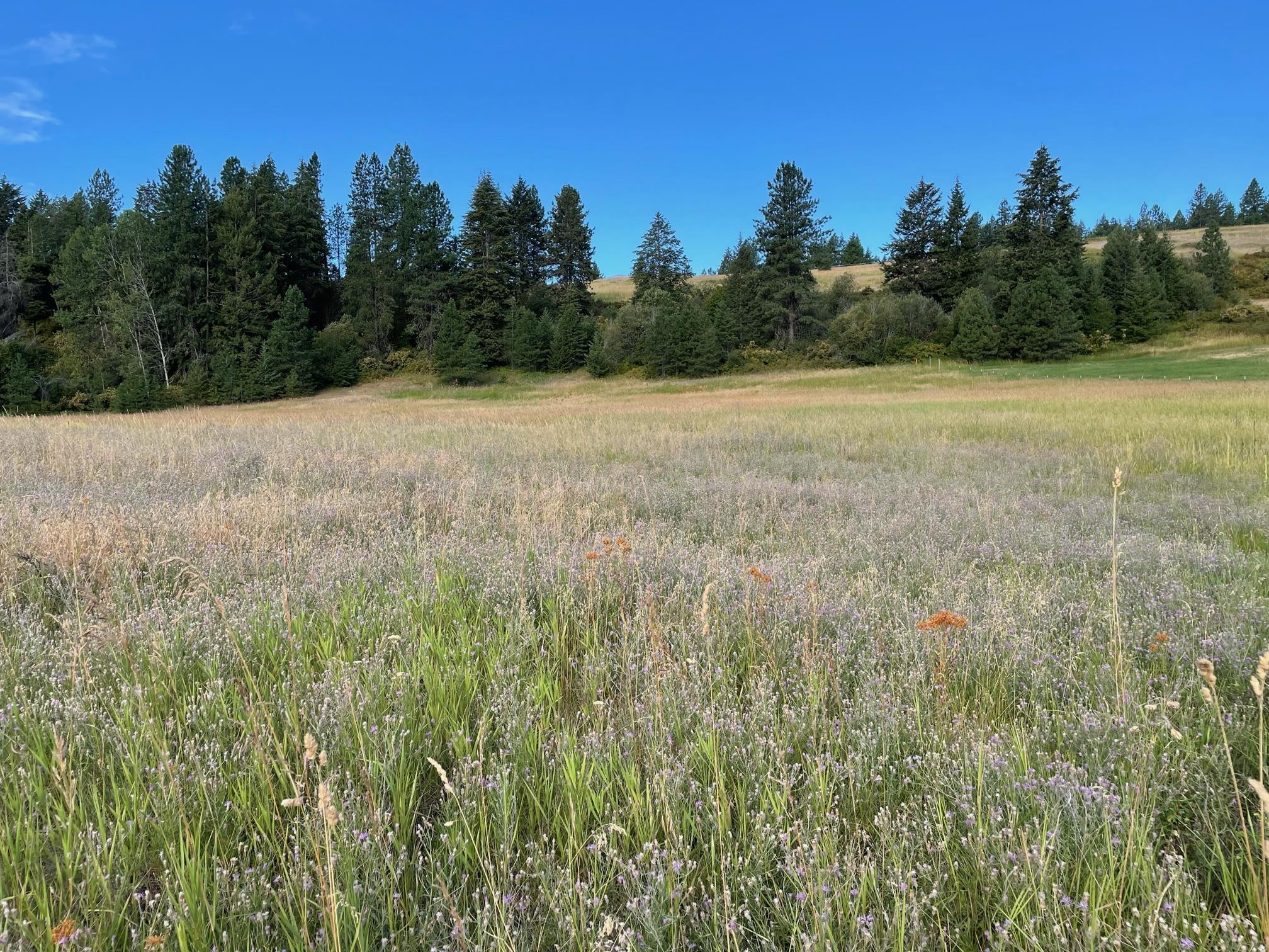 26-xx Highline Road Chewelah, WA 99109 - Photo 3 of 7 Gallery Image 3