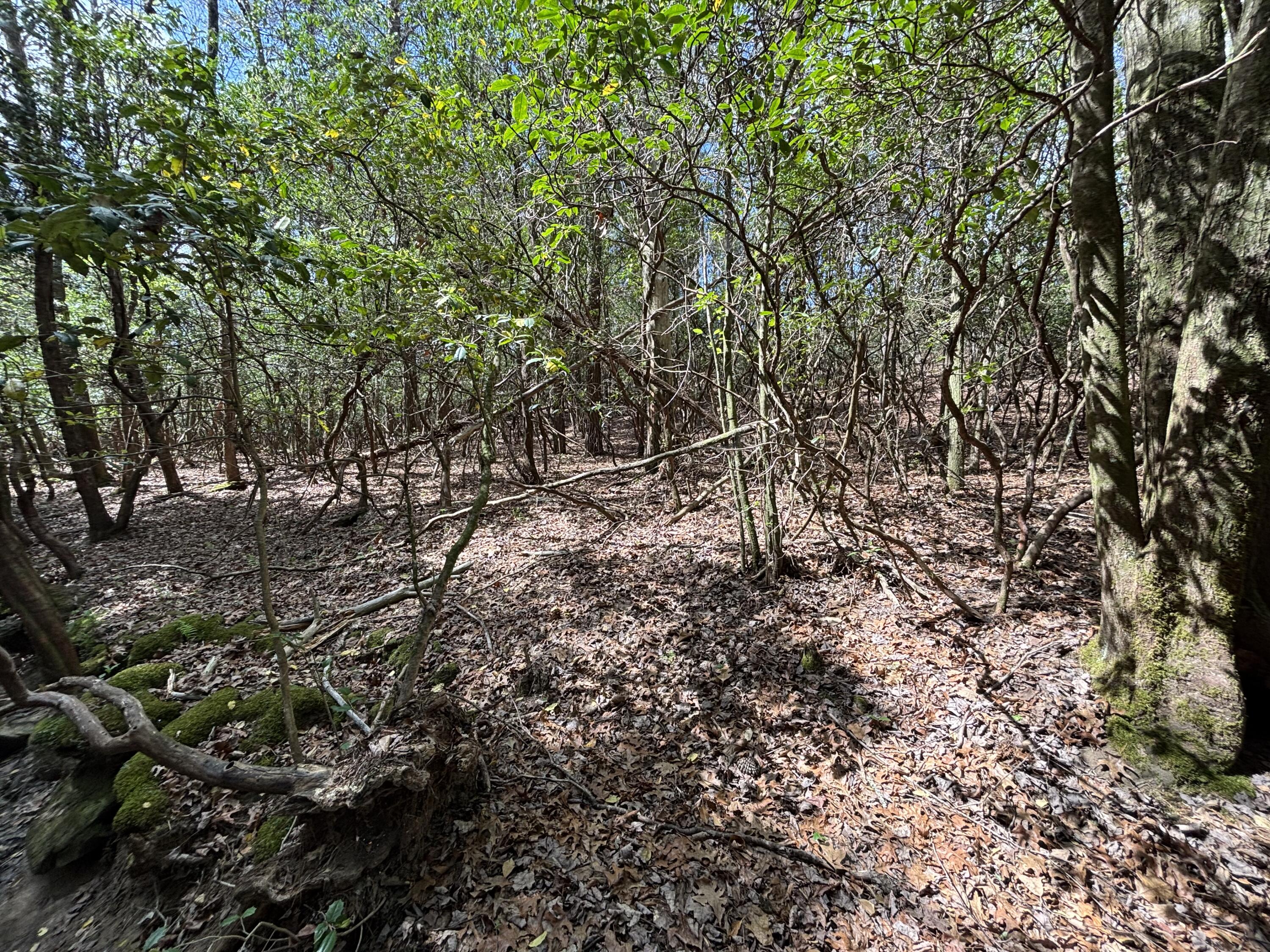 7 Fredonia Road Dunlap, TN 37327 - Photo 11 of 43 Photo Apr 16 2026, 11 41 17 AM