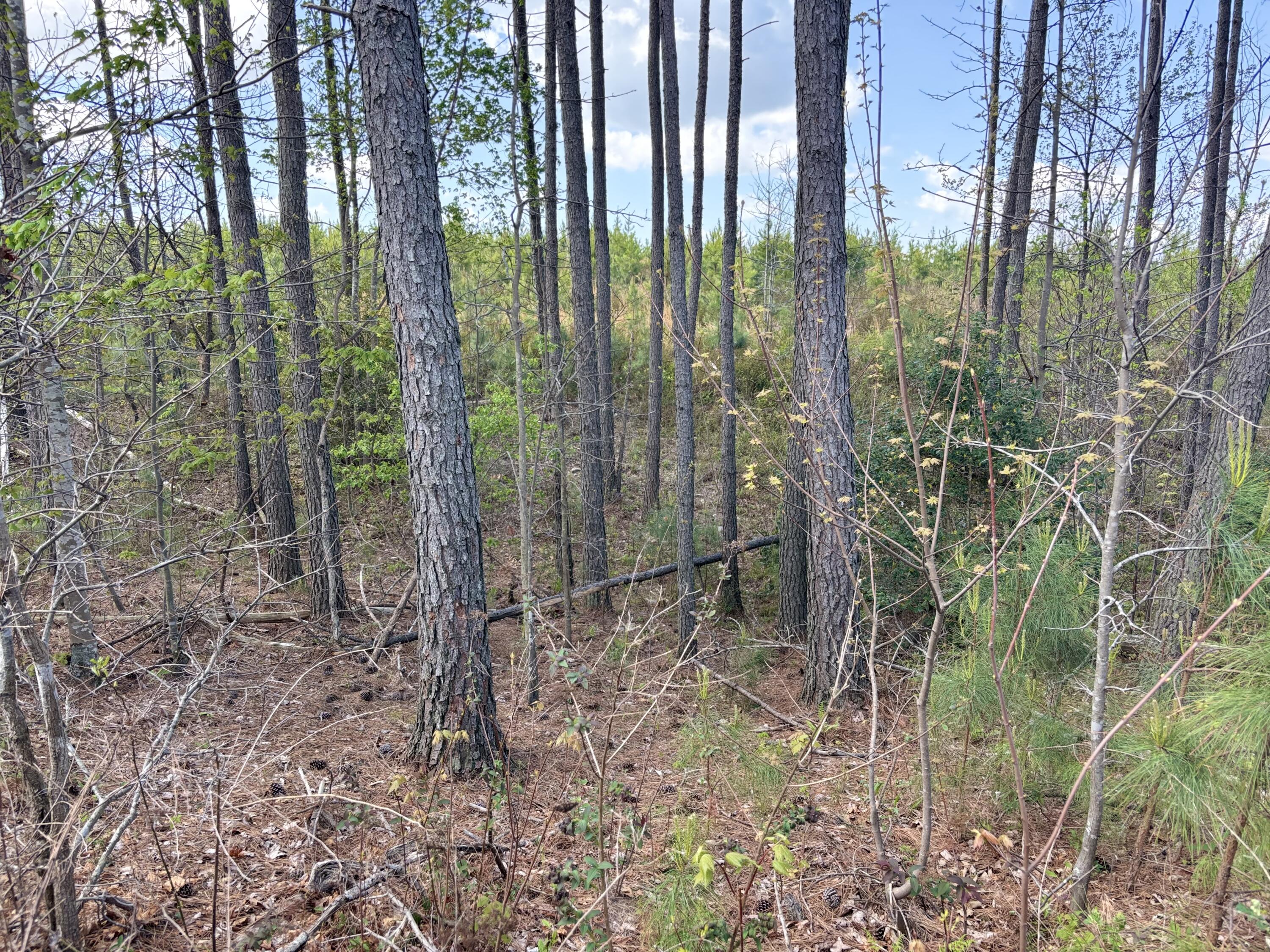 7 Fredonia Road Dunlap, TN 37327 - Photo 15 of 43 Photo Apr 16 2026, 11 51 44 AM