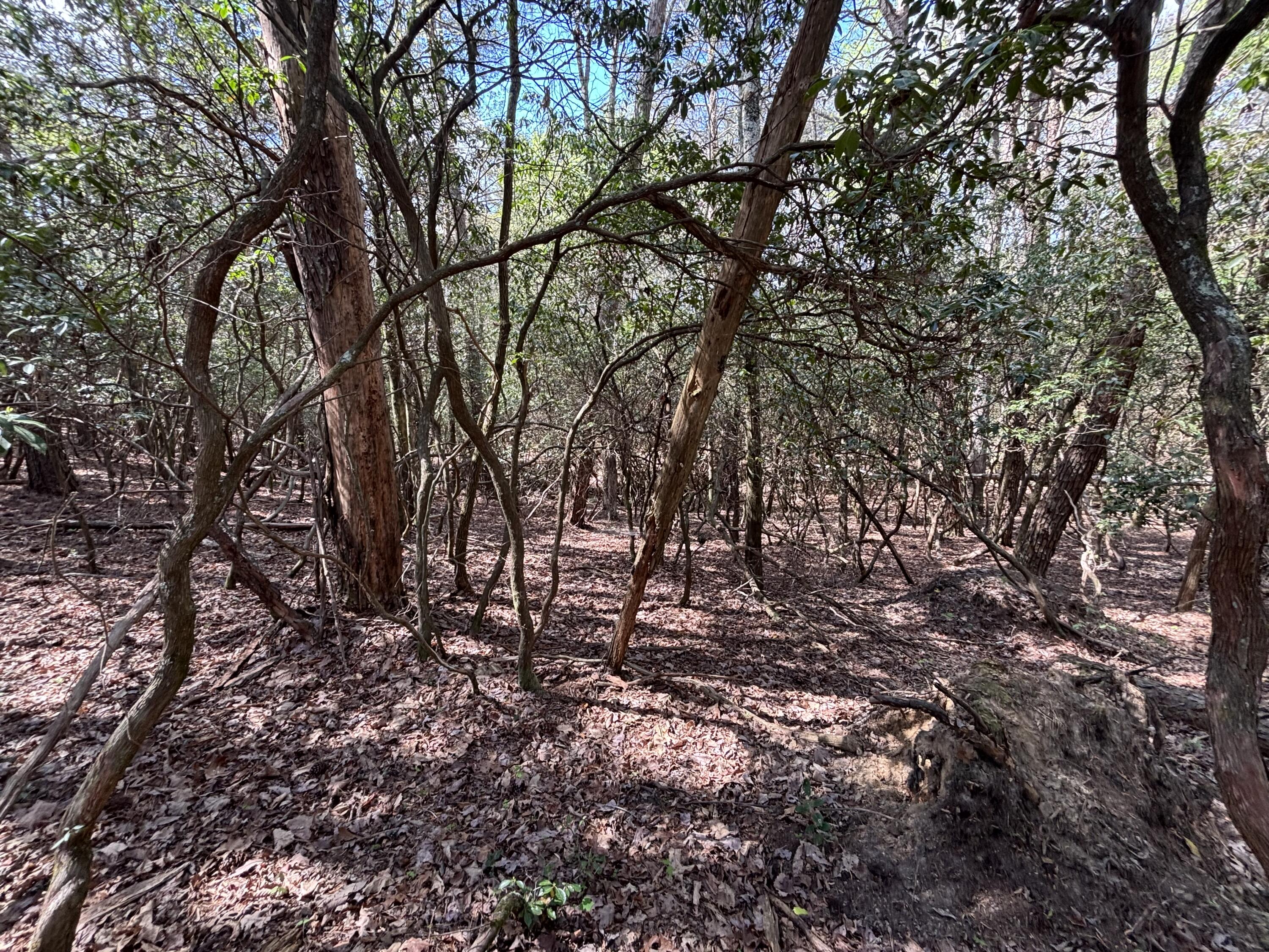 7 Fredonia Road Dunlap, TN 37327 - Photo 6 of 43 Photo Apr 16 2026, 11 38 55 AM