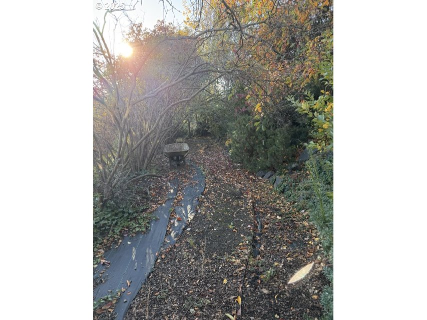 681 College Street Milton Freewater, OR 97862 - Photo 26 of 27 a close up of a tree in a yard