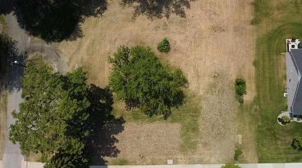 a view of a yard with plants and large trees