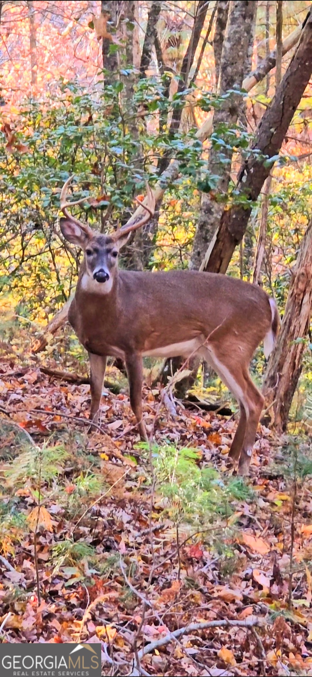 Lot 5 Gold Ridge Trail Cherry Log, GA 30522 - Photo 14 of 14