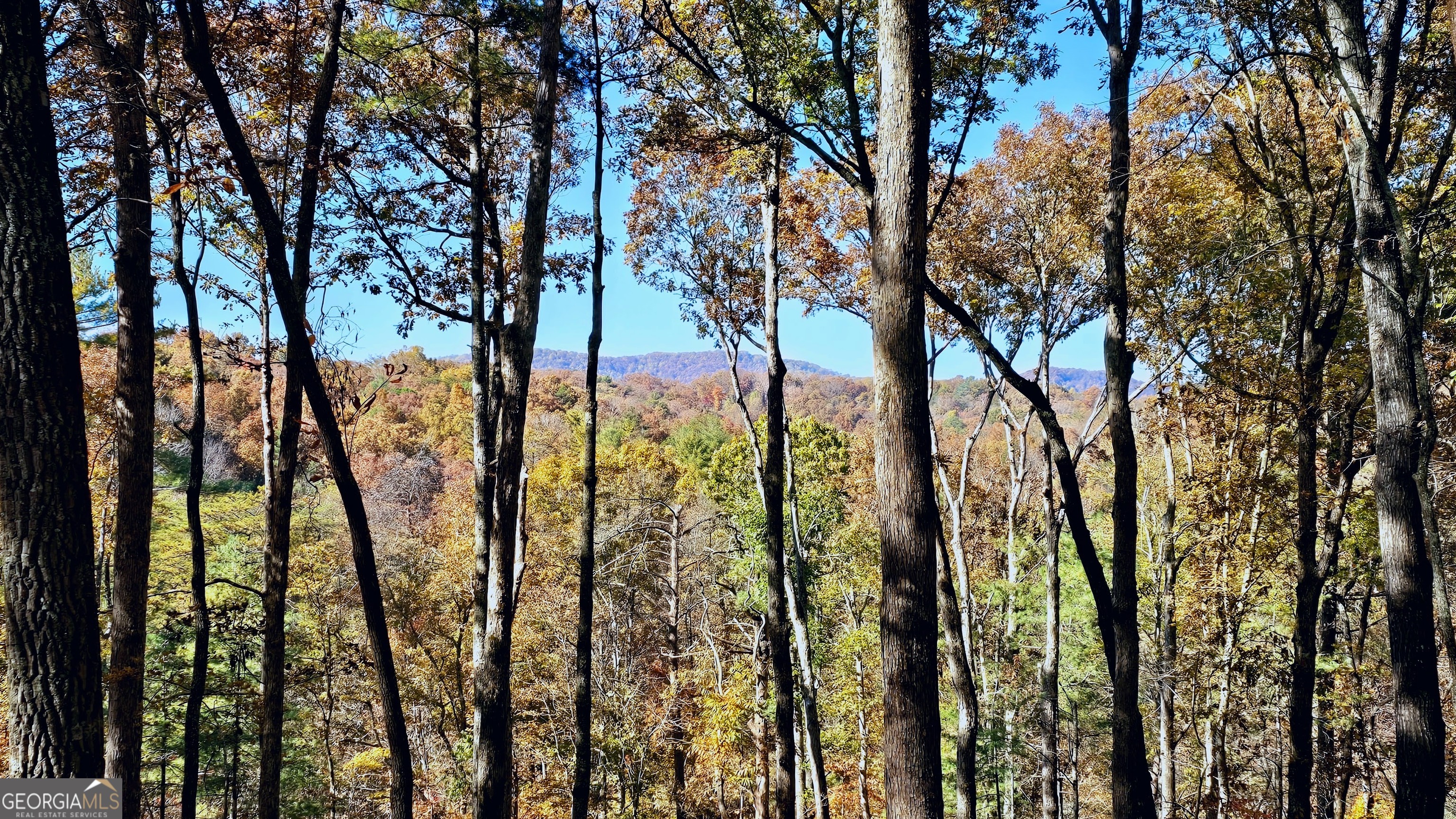 Lot 5 Gold Ridge Trail Cherry Log, GA 30522 - Photo 4 of 14