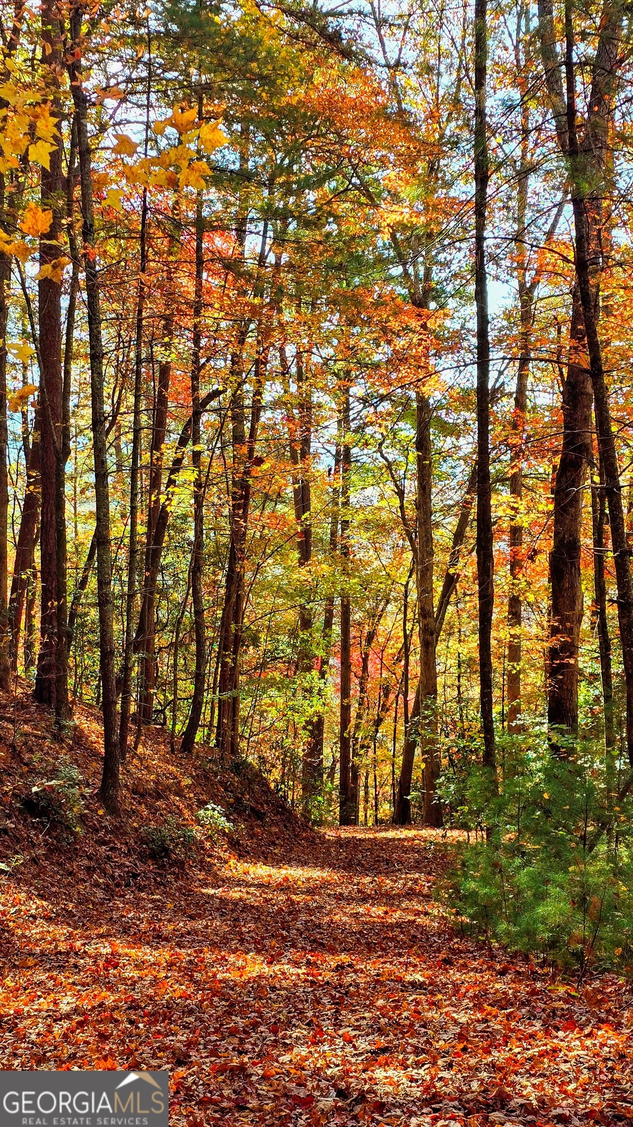 Lot 5 Gold Ridge Trail Cherry Log, GA 30522 - Photo 8 of 14