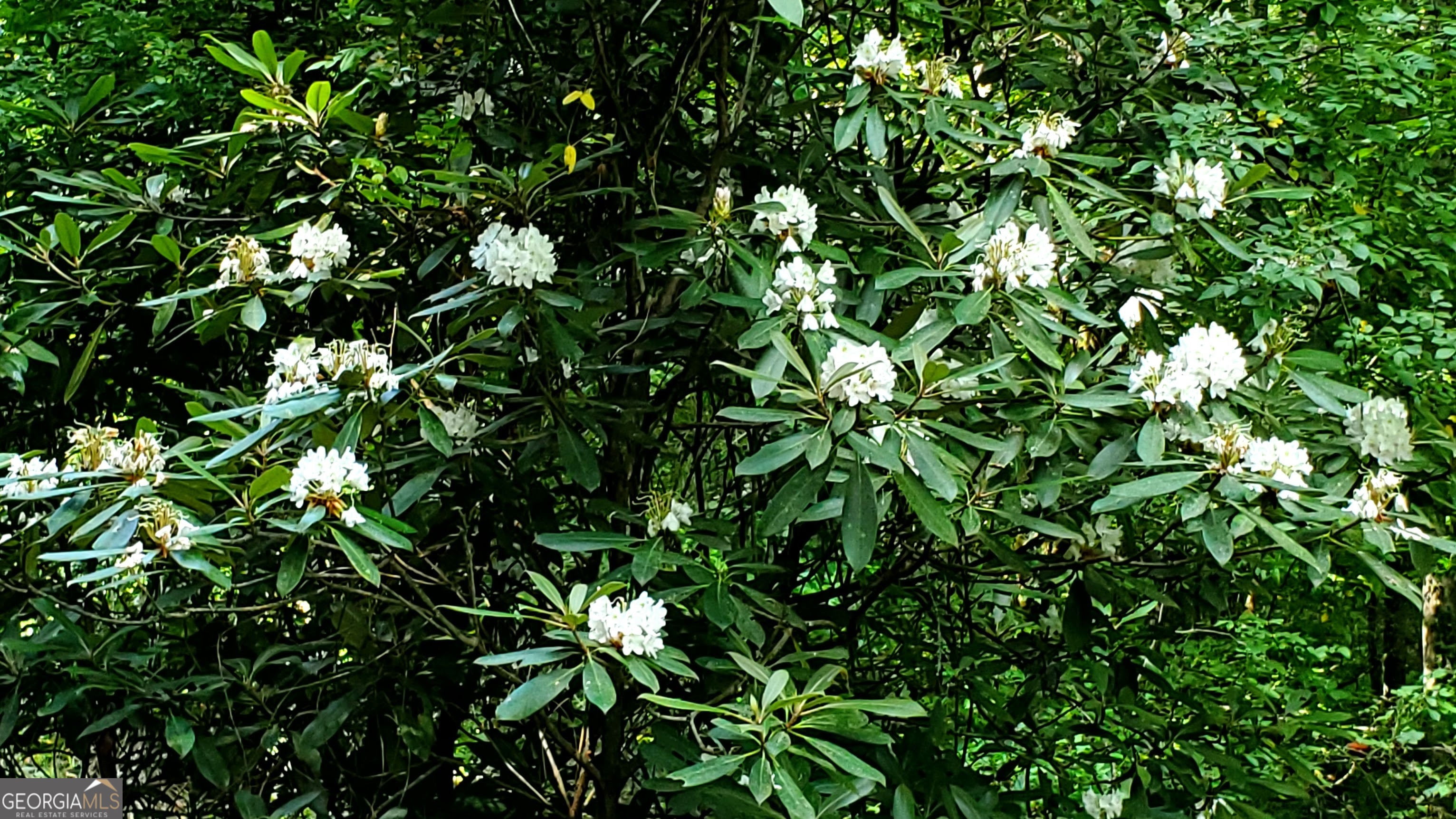 Lot 5 Gold Ridge Trail Cherry Log, GA 30522 - Photo 9 of 14