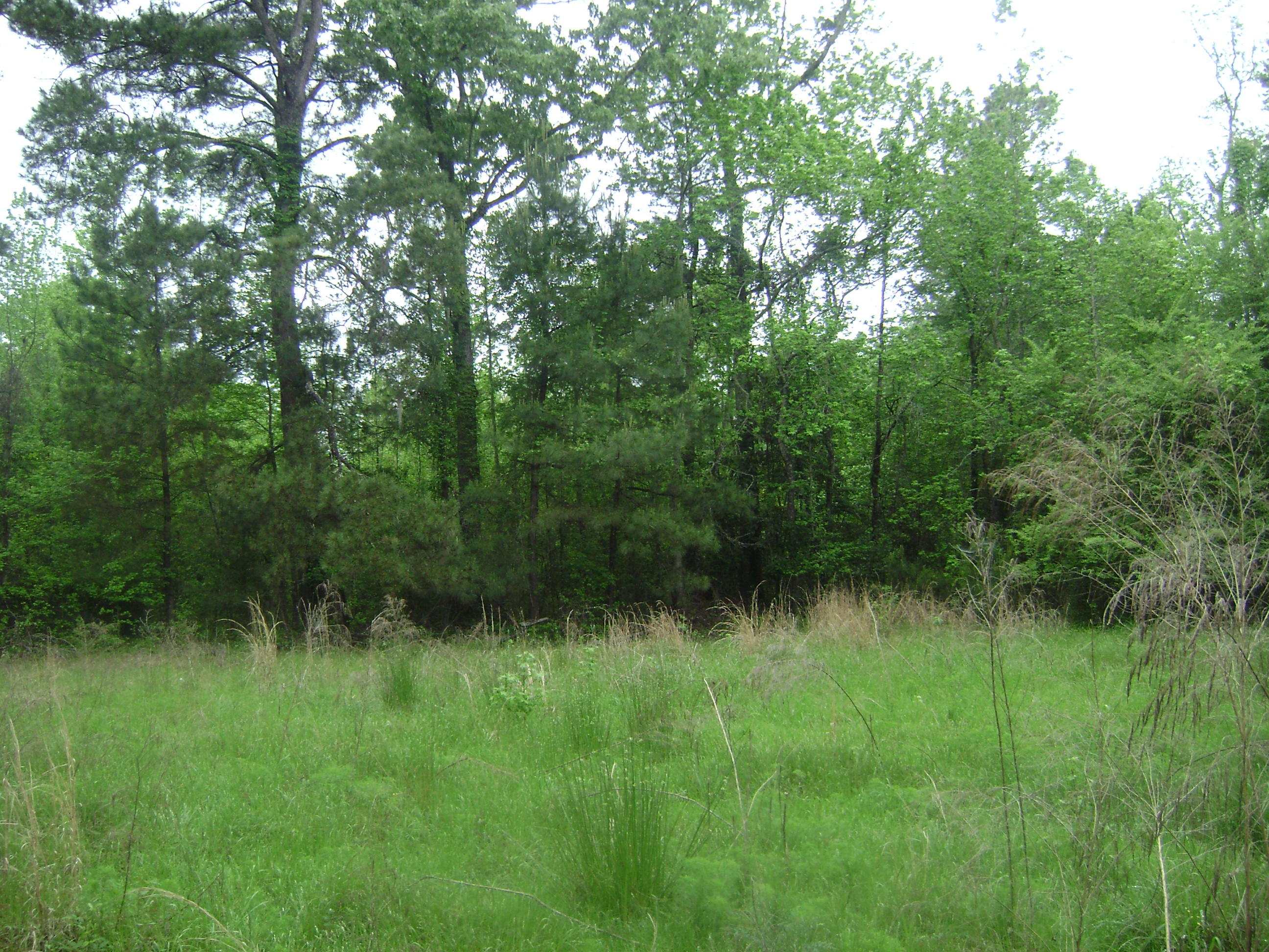 1097 Red Oak Road Cottageville, SC 29435 - Photo 10 of 22 DSC03342