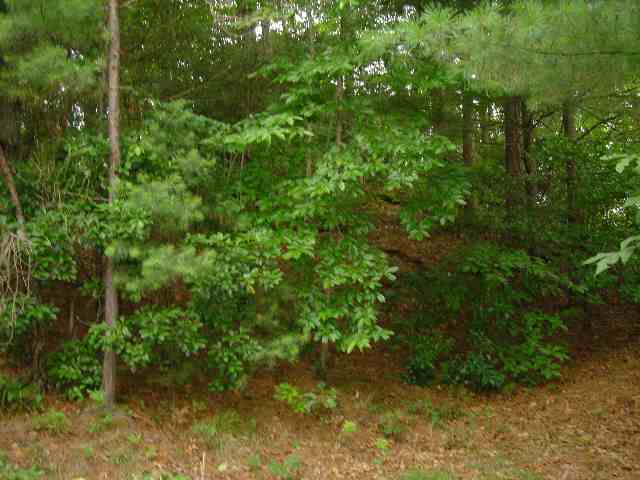 Lot 5 Sec 1 Turtlehead Salem, SC 29676 - Photo 8 of 8 Gallery Image 8