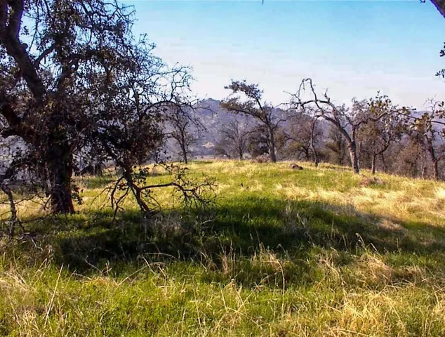 a view of a yard with a tree