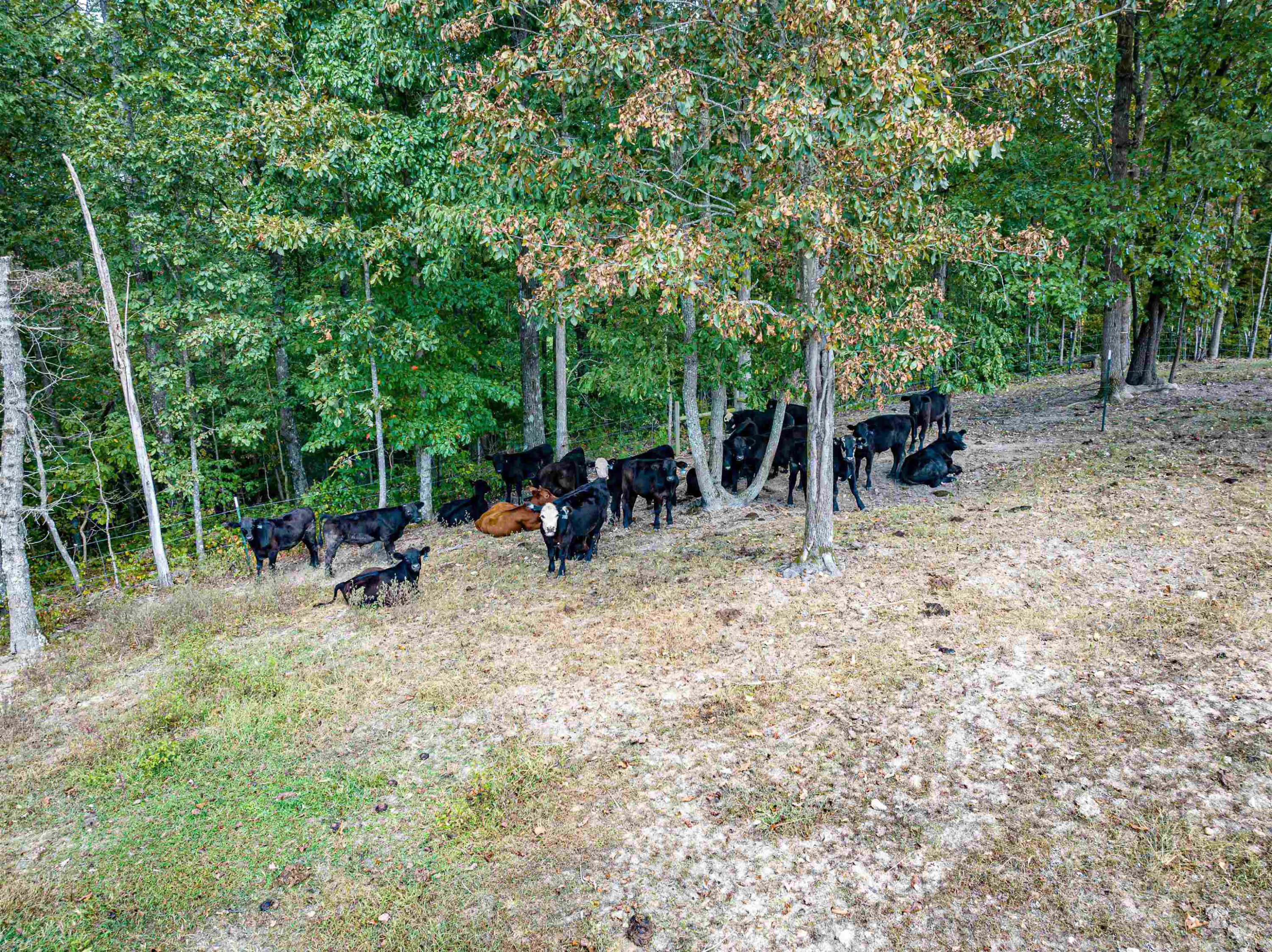 198 Ragans Trail Clifton, TN 38425 - Photo 45 of 48 Photo 45