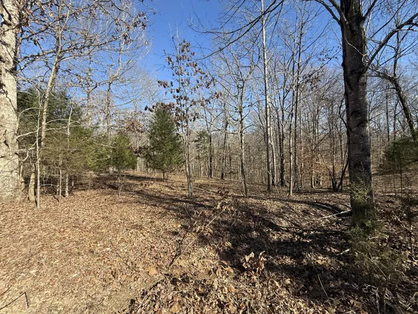 a view of a yard with trees