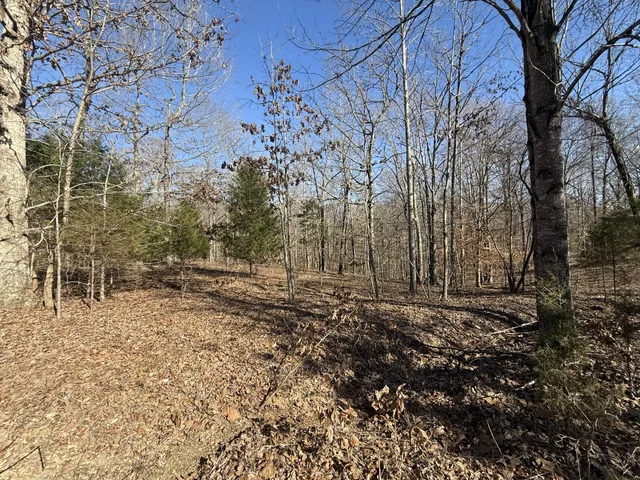 a view of a yard with trees