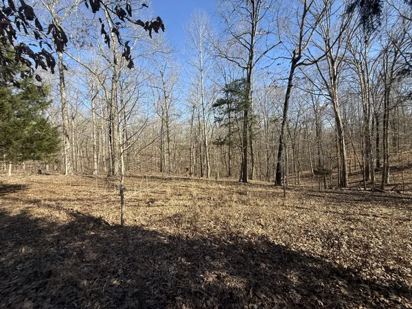 a view of a yard with trees