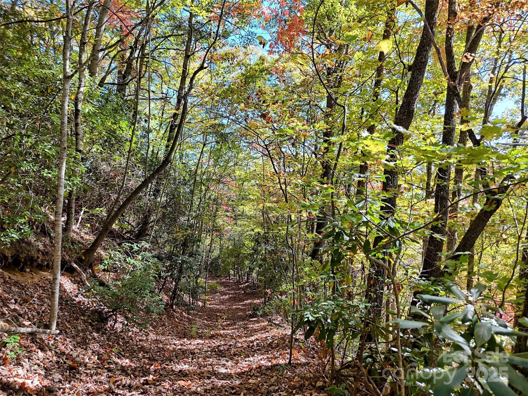 0 Mack Luke Road, Unit 6 Whittier, NC 28789 - Photo 13 of 23 a view of a yard with a tree