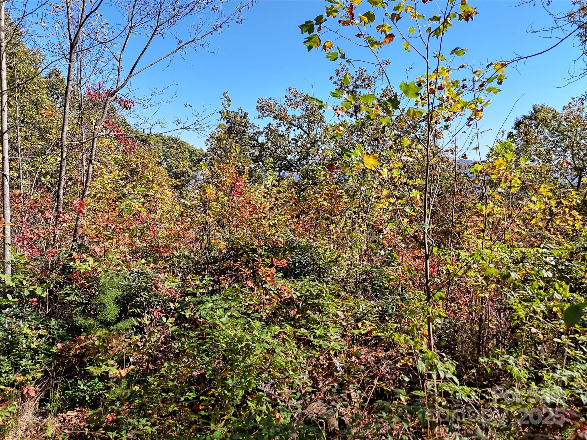 0 Mack Luke Road, Unit 6 Whittier, NC 28789 - Photo 8 of 23 a view of a tree with a yard
