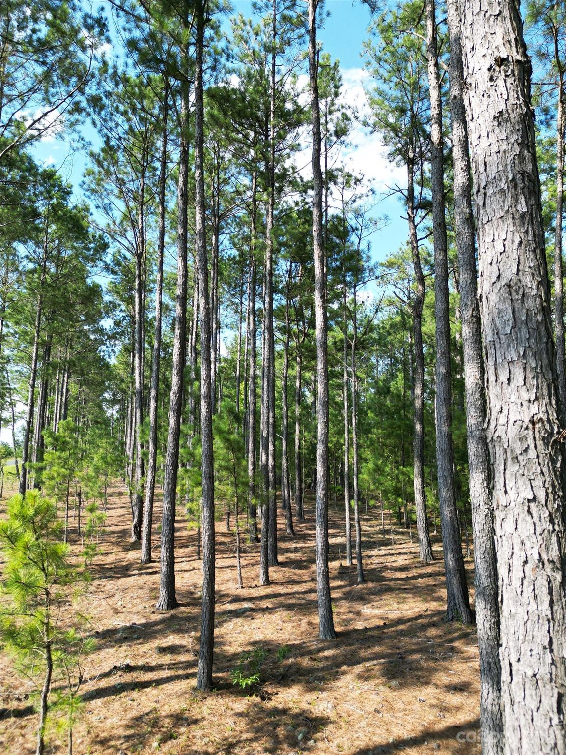 Tbd Hightower Road Morven, NC 28119 - Photo 3 of 20 a view of outdoor space with trees