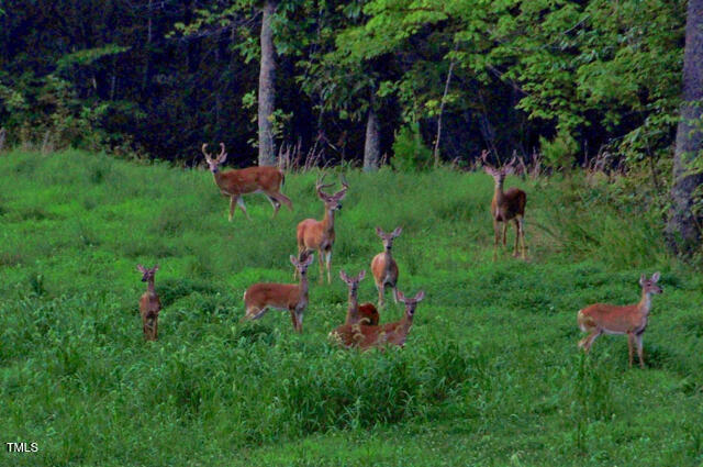 1215 Single Tree Road Westfield, NC 27053 - Photo 6 of 95 Singletree-6