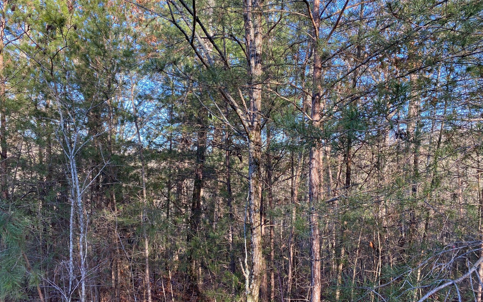 Additional View