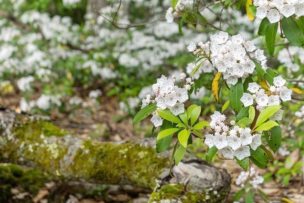 83 Russell Hill Road Brookline, NH 03033 - Photo 35 of 42 a plant with a plant