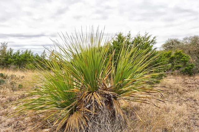 a view of a yard with some trees