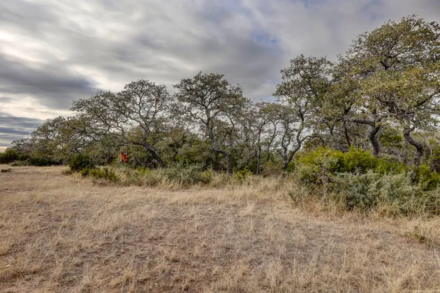 a view of a dry yard with trees