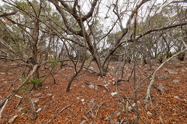 an aerial view of forest