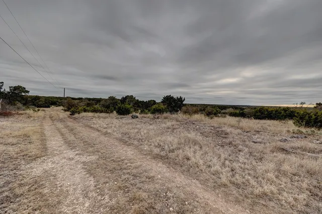a view of a yard with plants and large trees